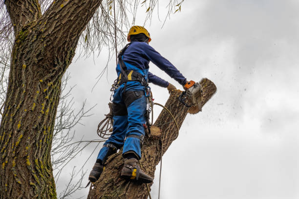 How Our Tree Care Process Works  in  West Wyomissing, PA