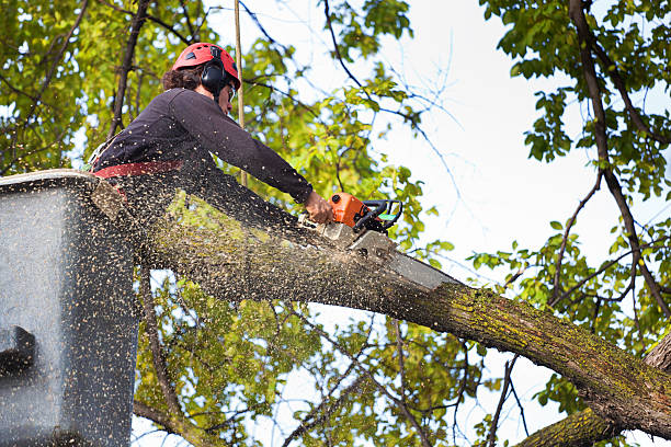 Mulching Services in West Wyomissing, PA