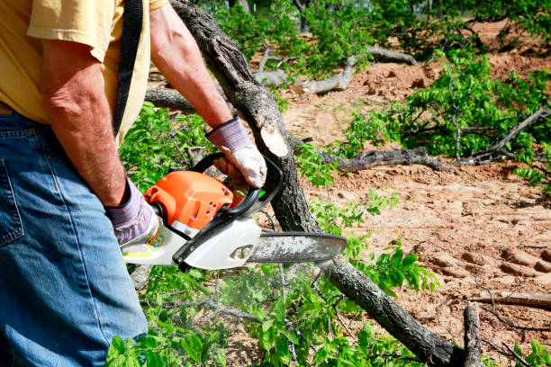 West Wyomissing, PA  Tree Services Company